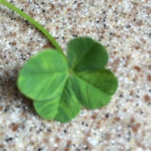 Meet your Posher, Dena